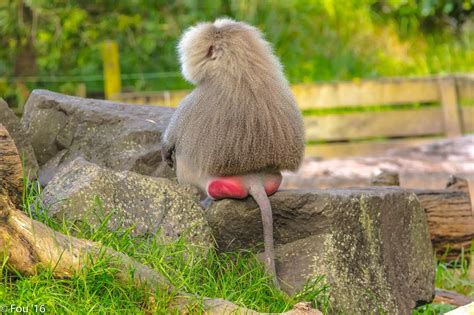 fesses de babouin|Cul de babouin : pourquoi est